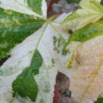 5 arces para Pequeños jardines