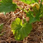 El « chop and drop », ¿qué es?