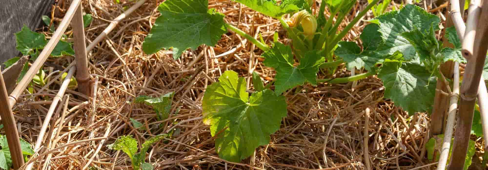 El « chop and drop », ¿qué es?