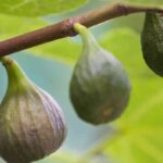 6 Higuera para la mitad sur de Francia