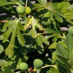 8 higuerras para la mitad norte de Francia y Bélgica