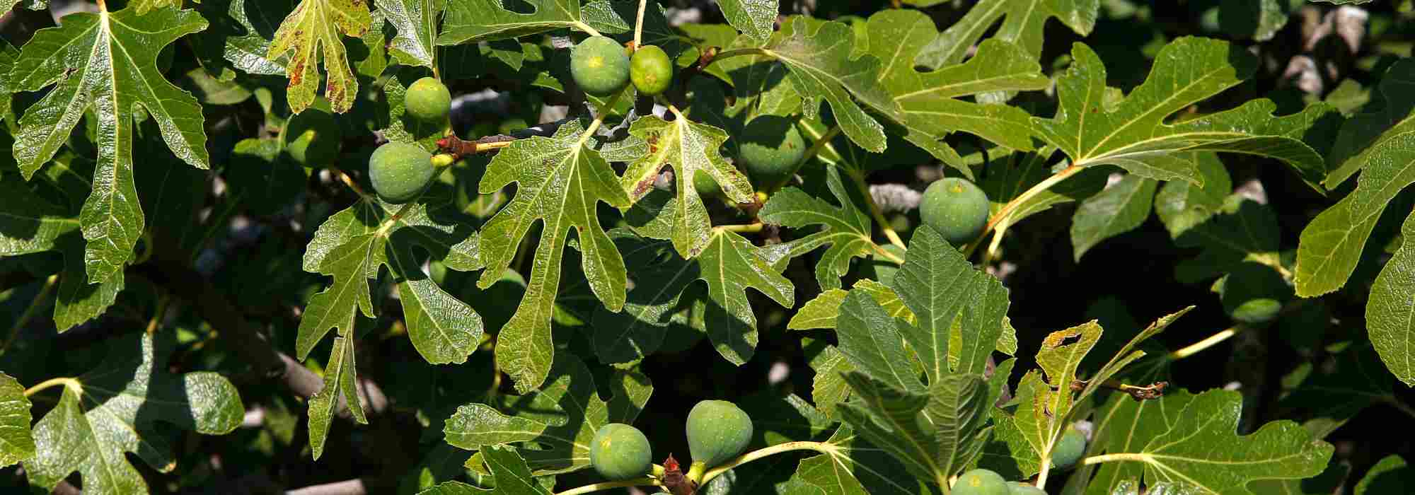8 higuerras para la mitad norte de Francia y Bélgica