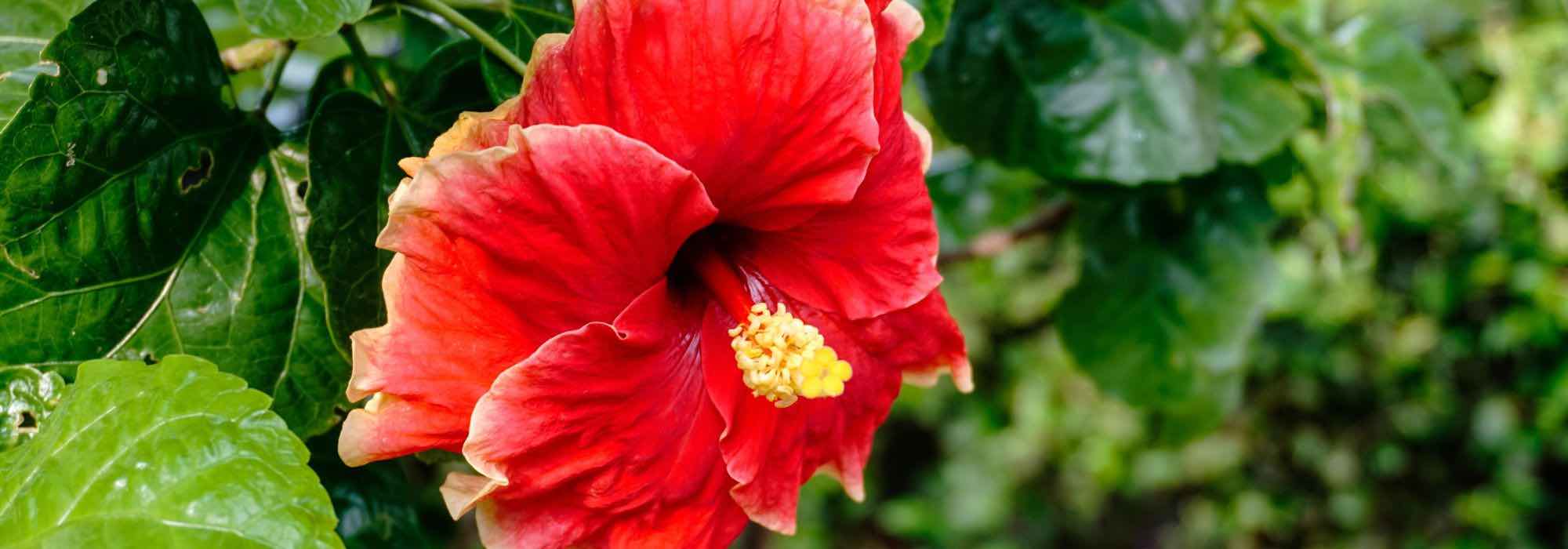 Cultivar el hibisco de interior