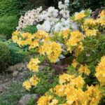 ¿Cómo conseguir un jardín floreciente y atractivo a finales de la primavera?