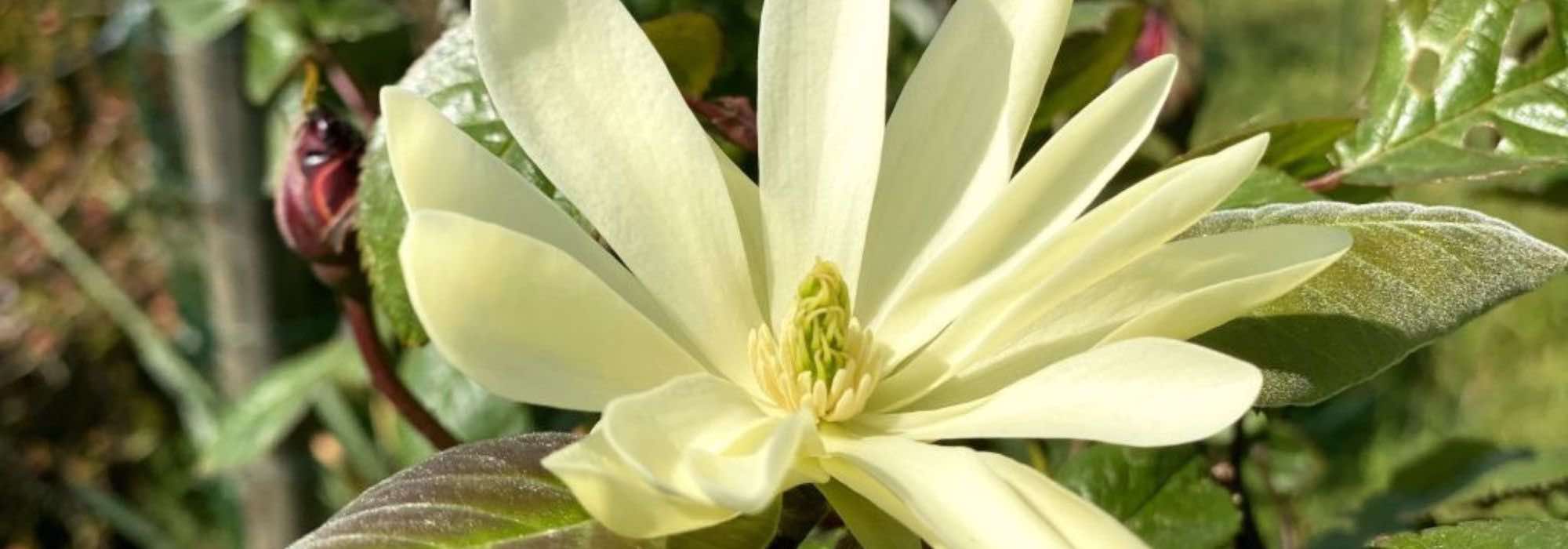 7 magnolias con Floración perfumada