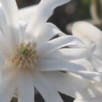 7 magnolias para Pequeños jardines