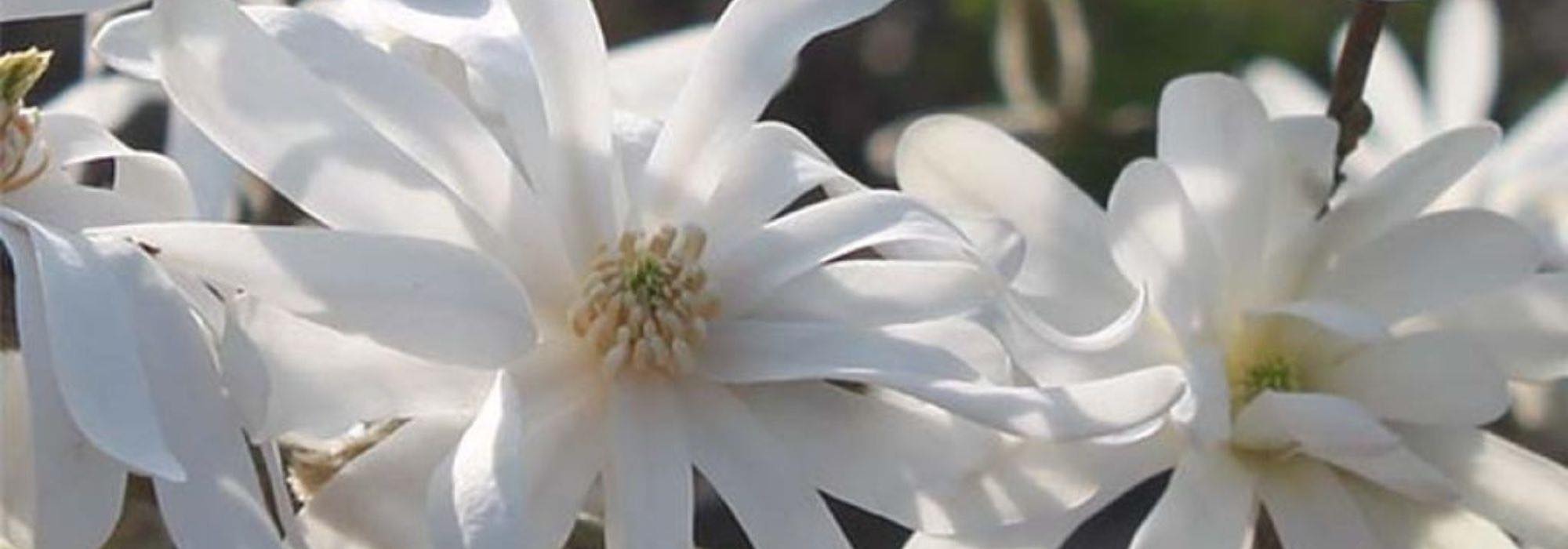 7 magnolias para Pequeños jardines