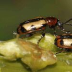 Enfermedades y parásitos del espárrago blanco