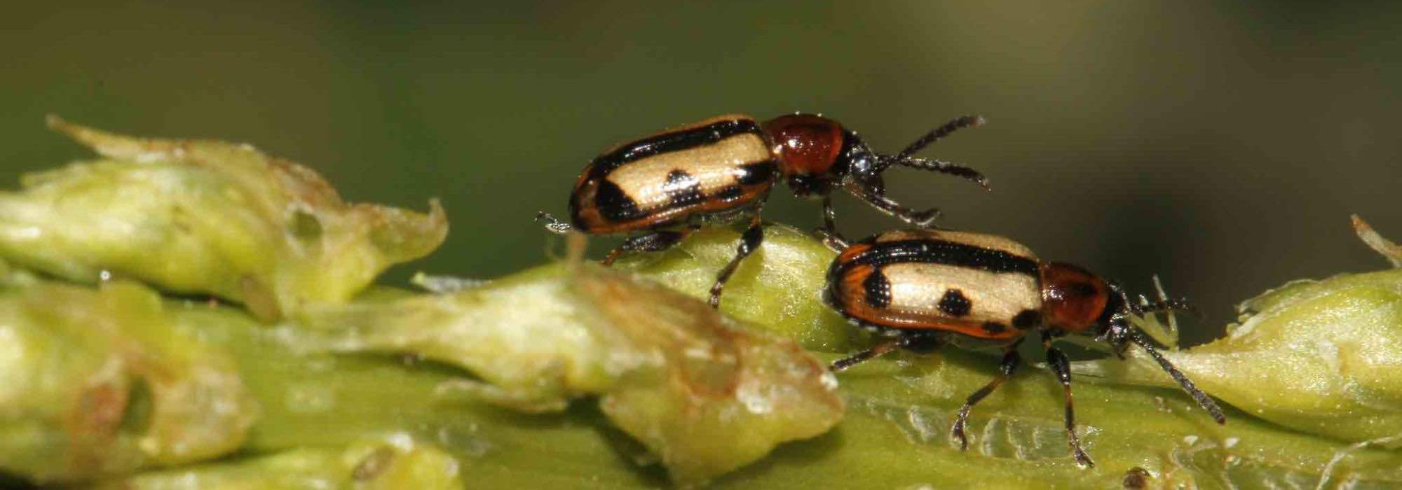 Enfermedades y parásitos del espárrago blanco