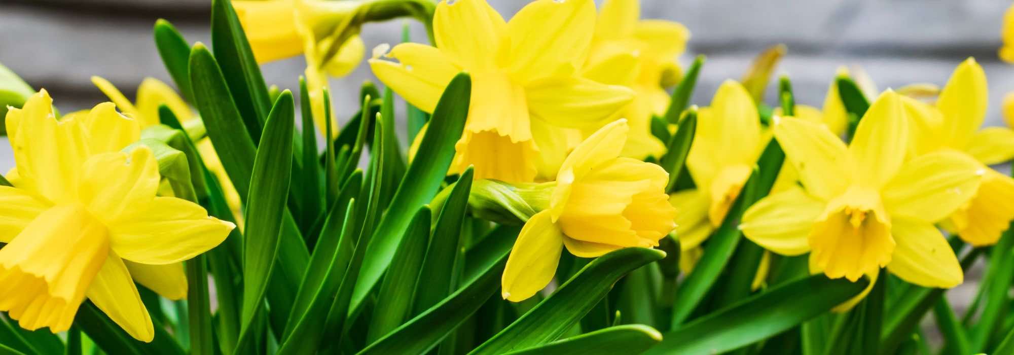 ¿Por qué mis Narciso no florecen?