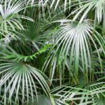 7 palmeados para terraza, balcón o Pequeños jardines