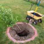 Cómo plantar un arce?