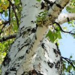 Zoom sobre las plantas pioneras, valiosas para la biodiversidad