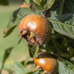 Cómo recolectar y conservar las Níspola?