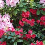 7 rododendros enanos para Pequeños jardines y macetas