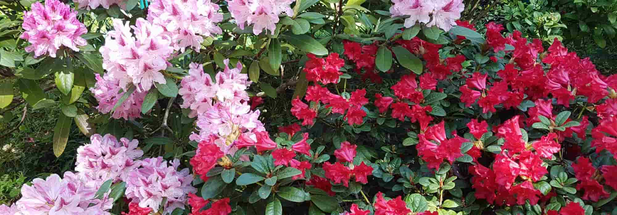 7 rododendros enanos para Pequeños jardines y macetas