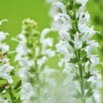 7 salvia de floración blanca