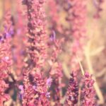 7 salvia de flores rosas