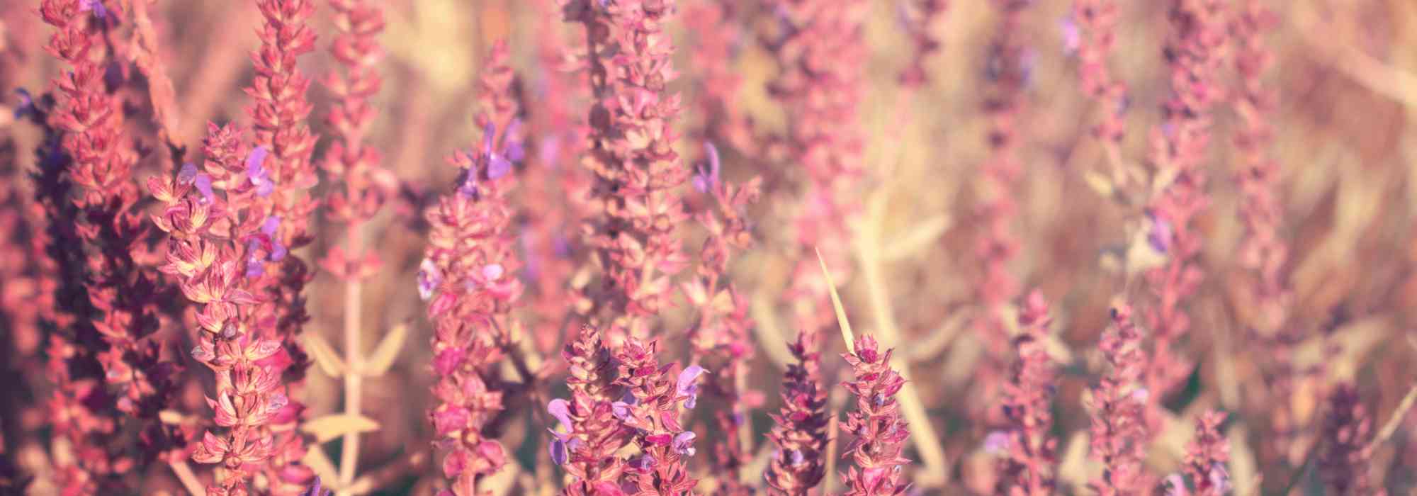 7 salvia de flores rosas