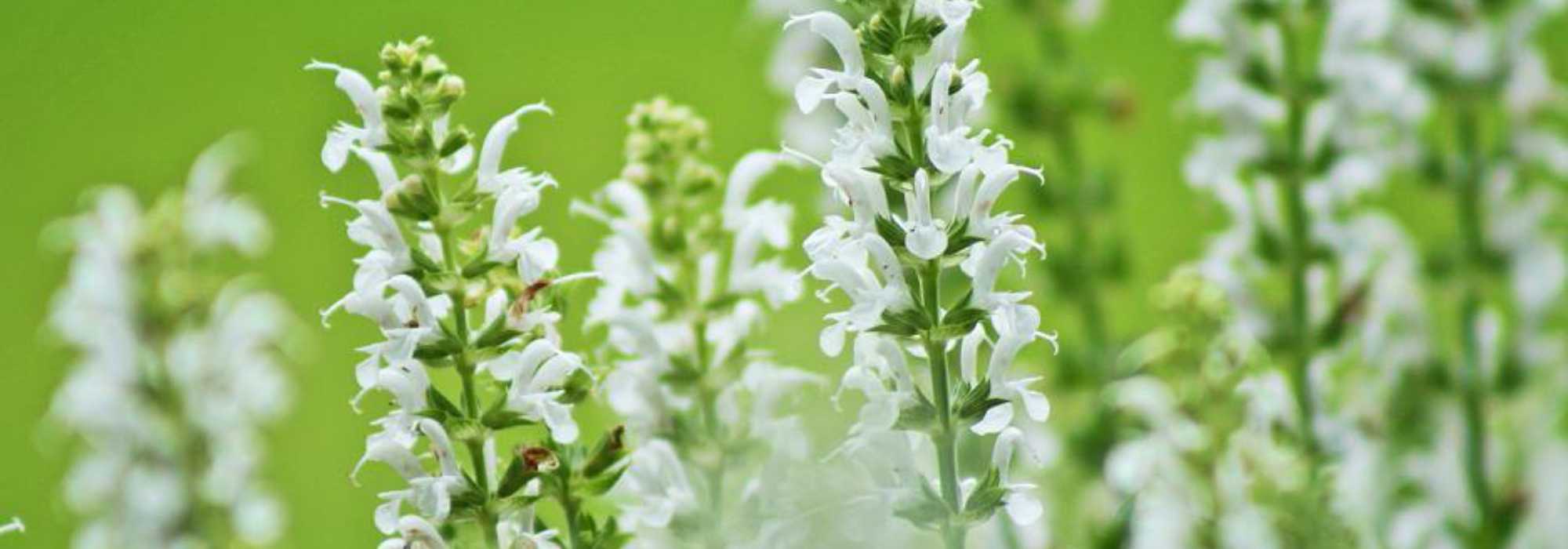7 salvia de floración blanca
