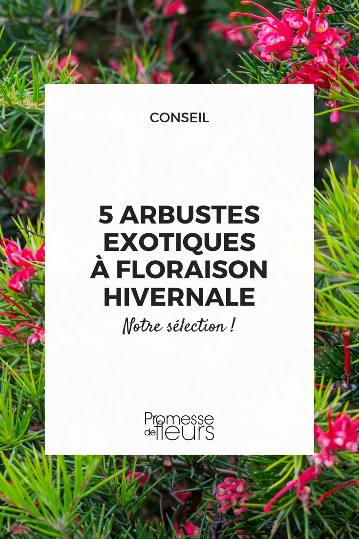 Grevillea juniperina