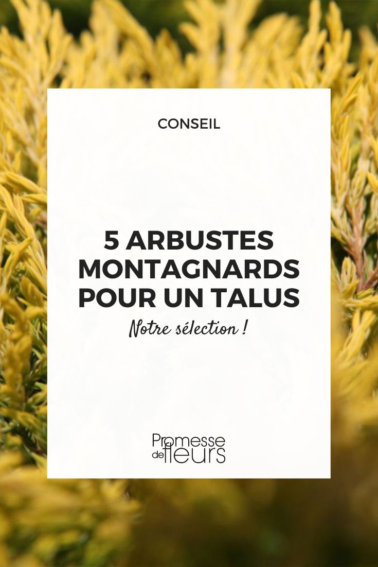 Enebro Juniperus horizontalis Limeglow