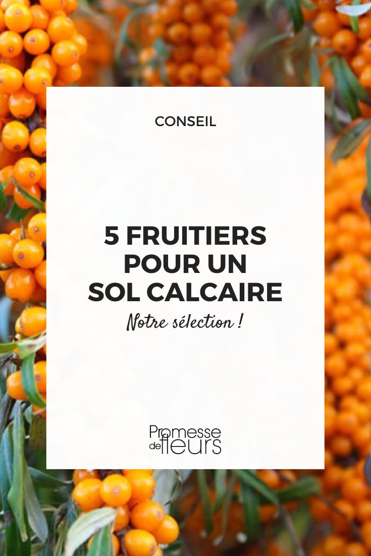 Hippophae rhamnoides (español: Espino amarillo)