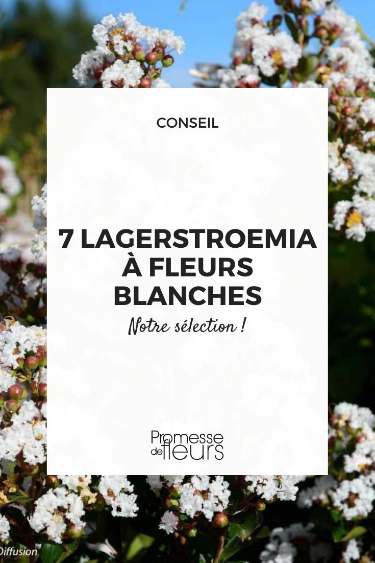 Lagerstroemia indica 'Nieve de Verano'