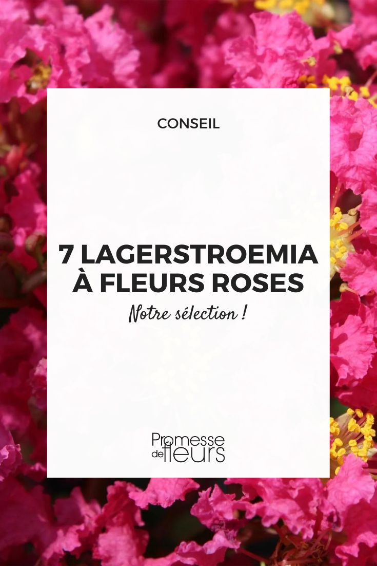 Lagerstroemia indica 'Bergerac'  

(Nota: Se mantiene el nombre científico y varietal sin traducción, como es convención en botánica. El texto traducido sería idéntico al original ya que se trata de una denominación técnica).