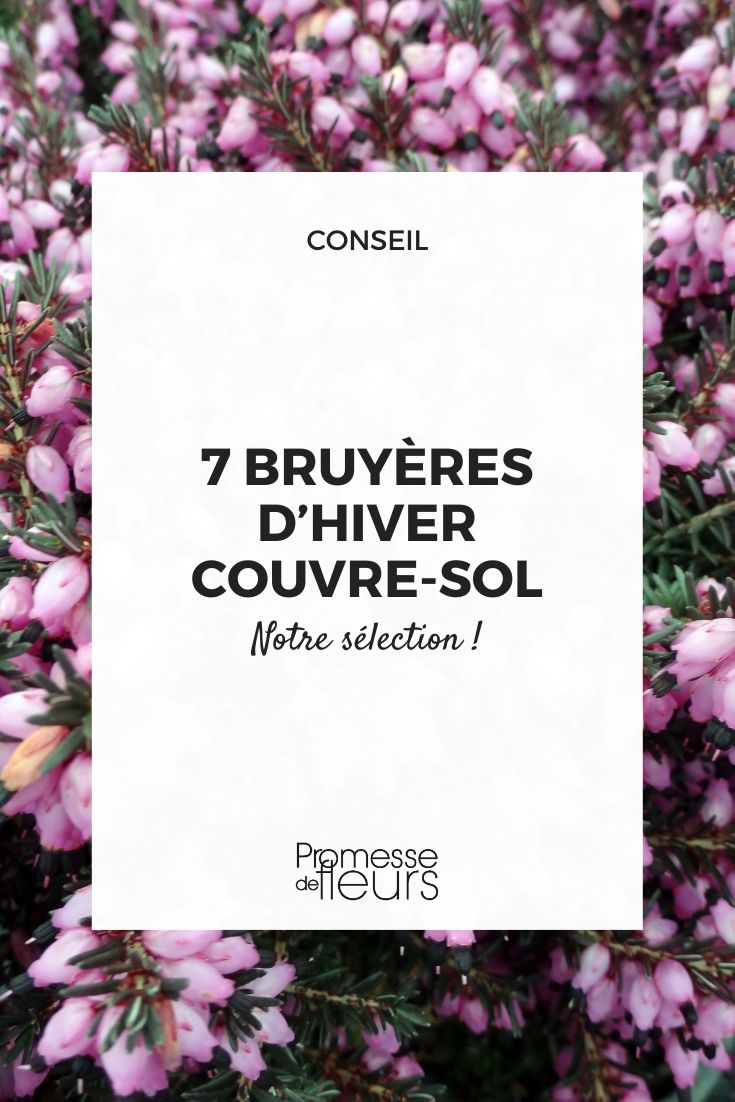 Campanillas de Invierno Lucie