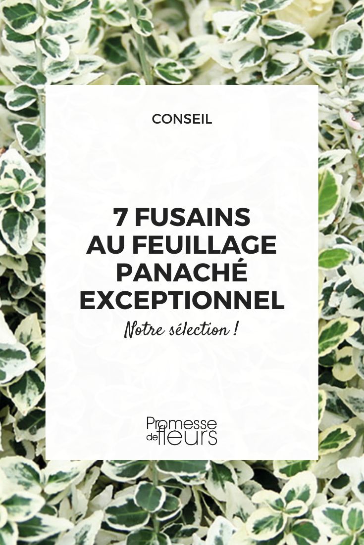 Euonymus 'Dan's Delight'