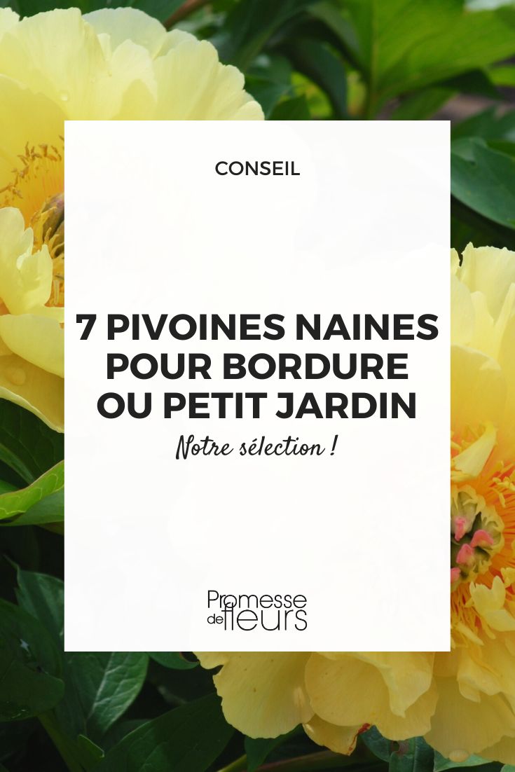 peonía Garden Treasure