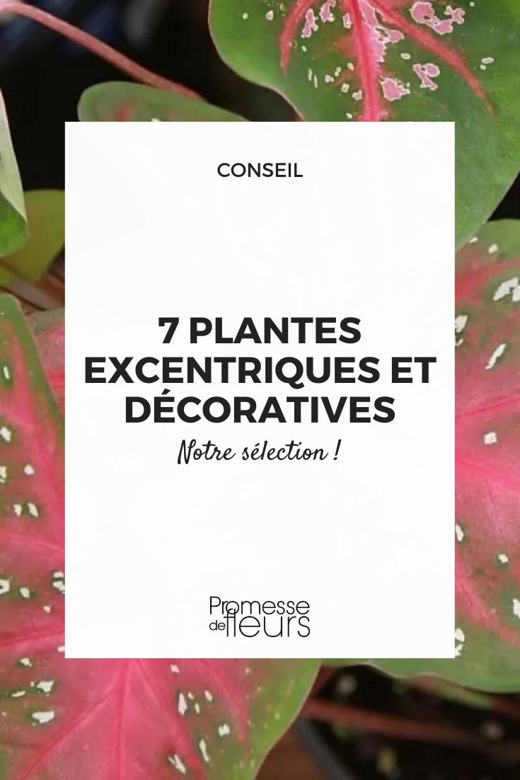 Caladium 'Red Flash'