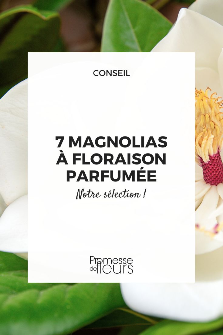 Magnolia grandiflora Goliat