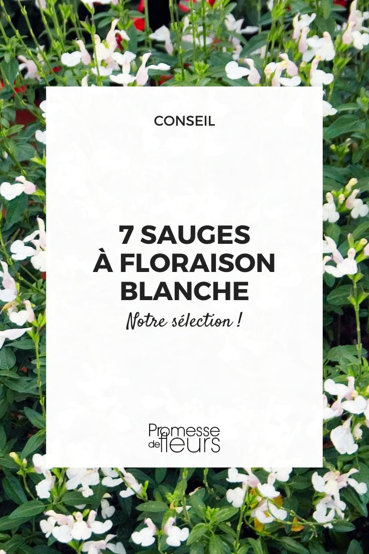 Salvia Microphylla Blanca