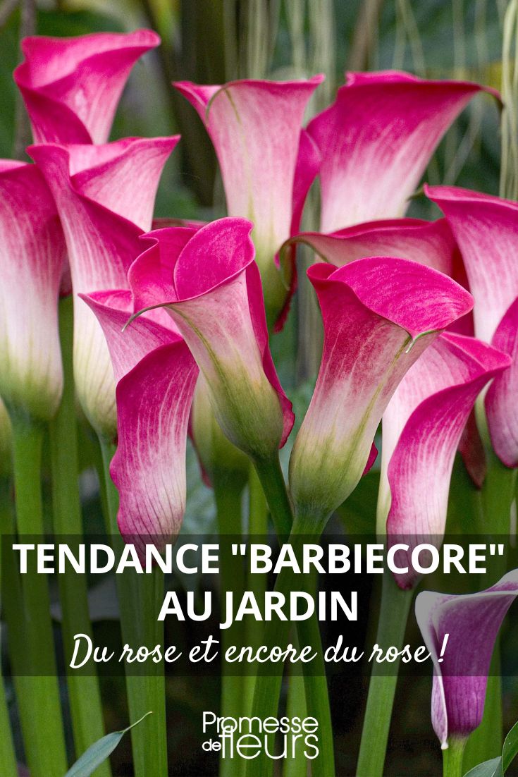 cala rosa Zantedeschia 'Denver'