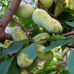 ¿Cómo recolectar y conservar los frutos de la Asiminier?