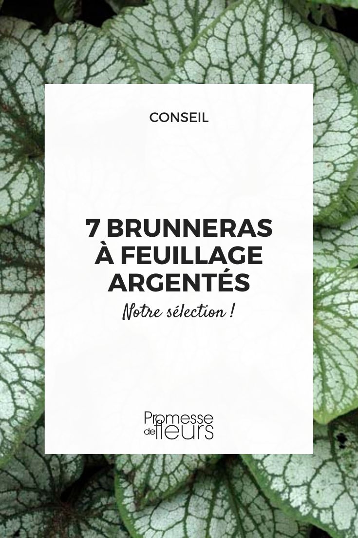 Brunnera 'Jack Frost'