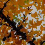 Elegir un Árbol sagrado (Ginkgo biloba): nuestra guía de compra