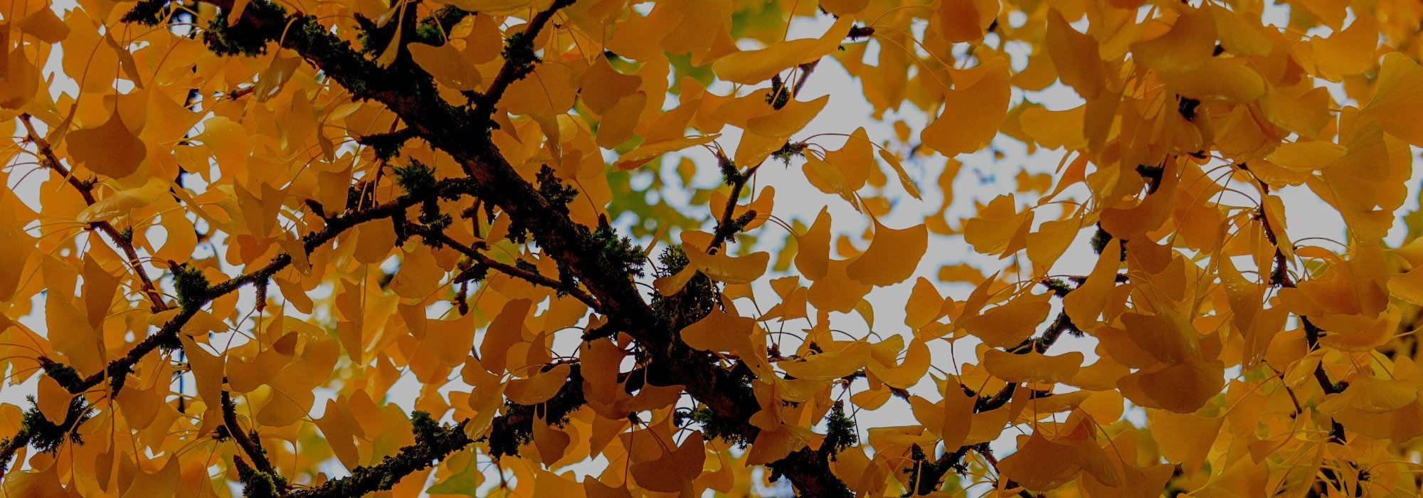Elegir un Árbol sagrado (Ginkgo biloba): nuestra guía de compra