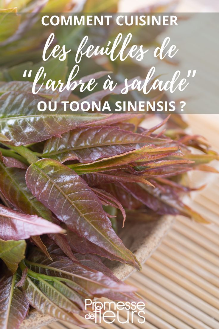 receta y cocina Toona sinensis