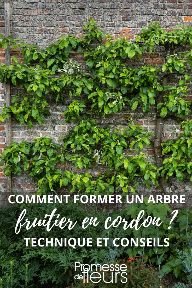 frutales en espaldera