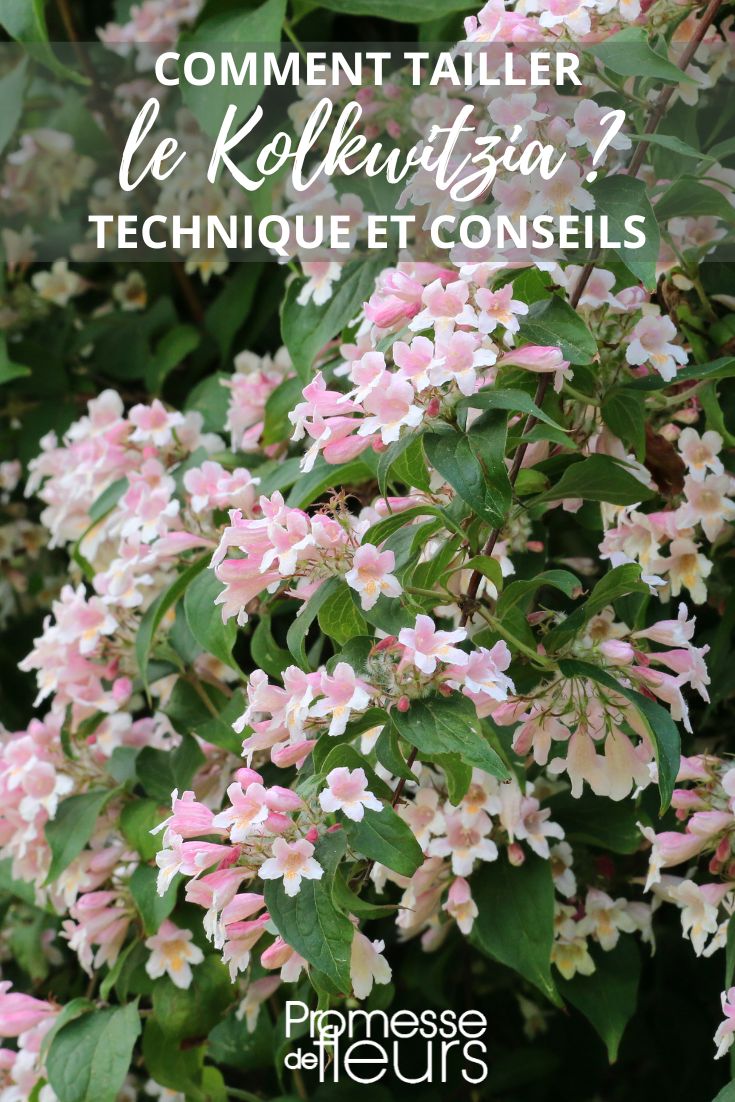 Kolkwitzia de flores rosadas