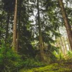 La comunicación en las plantas: ¿cómo funciona?