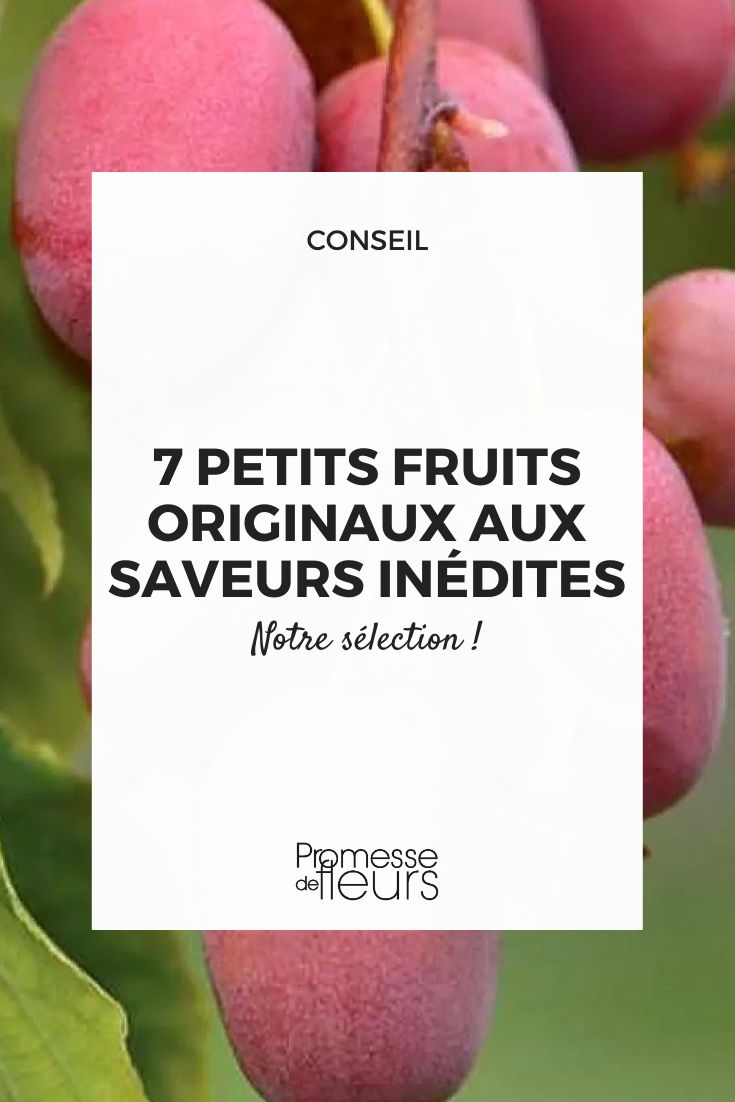 kiwi Pink Jumbo (traducción directa del nombre propio de la variedad, sin cambios)  

*Nota: Al tratarse de un nombre comercial/varietal de planta, generalmente se mantiene igual en español, pero se puede añadir una aclaración si es necesario para el contexto:*  

"Kiwi Pink Jumbo (variedad de kiwi rosa de gran tamaño)"  

*Si forma parte de un título o texto más largo, por favor proporciónalo para una traducción contextual más precisa.*  

*Ejemplo en contexto:*  
- Original: "Découvrez notre kiwi Pink Jumbo, une variété vigoureuse et productive."  
- Traducción: "Descubre nuestro kiwi Pink Jumbo, una variedad vigorosa y productiva."  

¿Necesitas traducir un contenido específico que incluya este término?