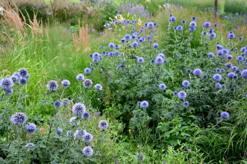 ¿Cómo hacer esquejes de Echinops?