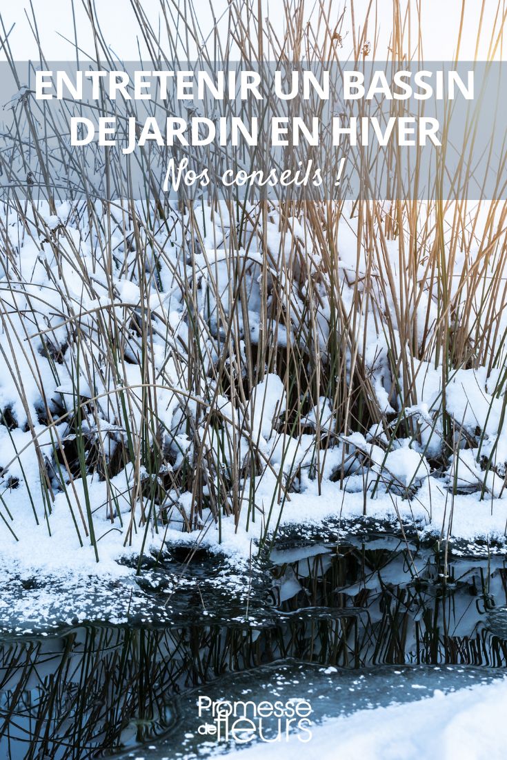 mantenimiento del estanque en invierno