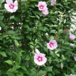 ¿Cómo crear un seto de Hibiscus?