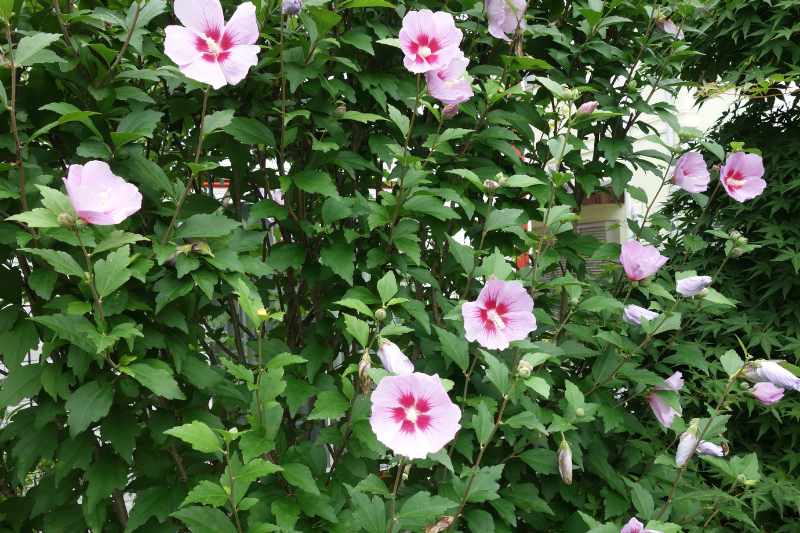 ¿Cómo crear un seto de Hibiscus?