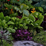 ¡El jardín edimentario: hermoso y productivo a la vez!